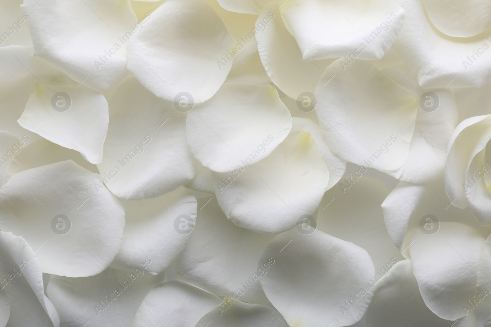 Photo of Beautiful white rose flower petals as background, top view