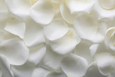 Beautiful white rose flower petals as background, top view