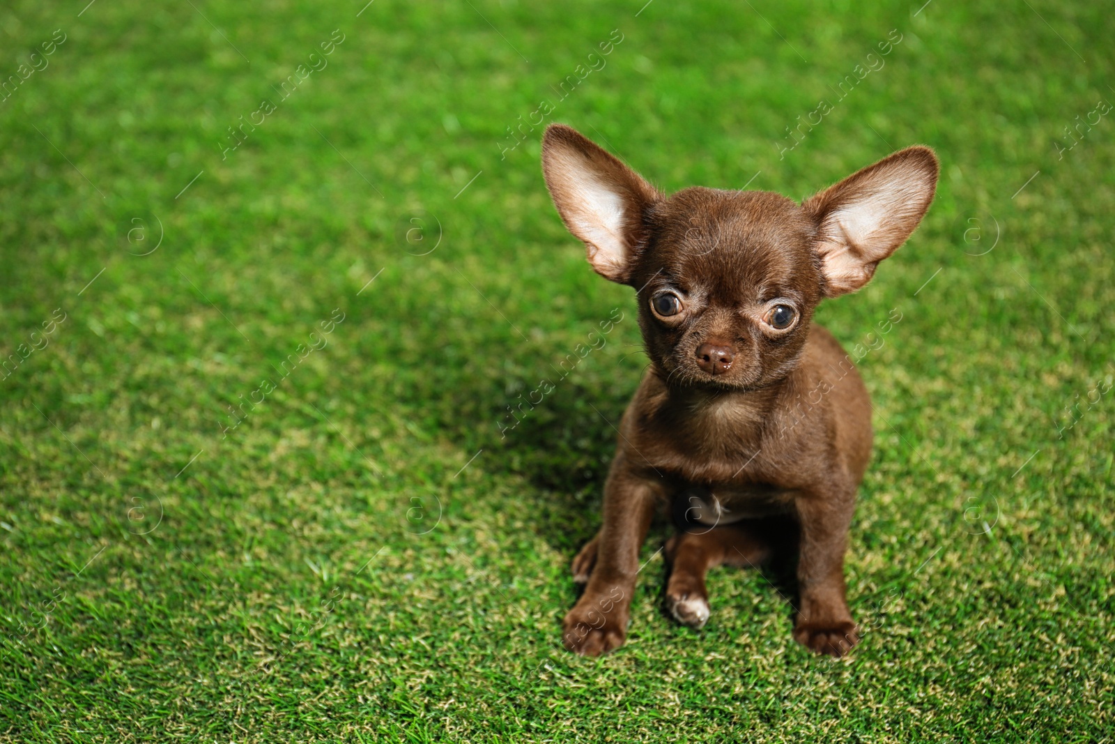 Photo of Cute small Chihuahua dog on green grass. Space for text