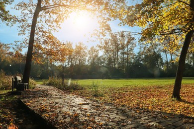 Picturesque view of park with beautiful trees, bench and pathway on sunny day. Autumn season