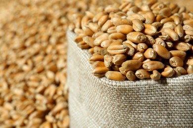 Photo of Sack with many wheat grains, closeup view