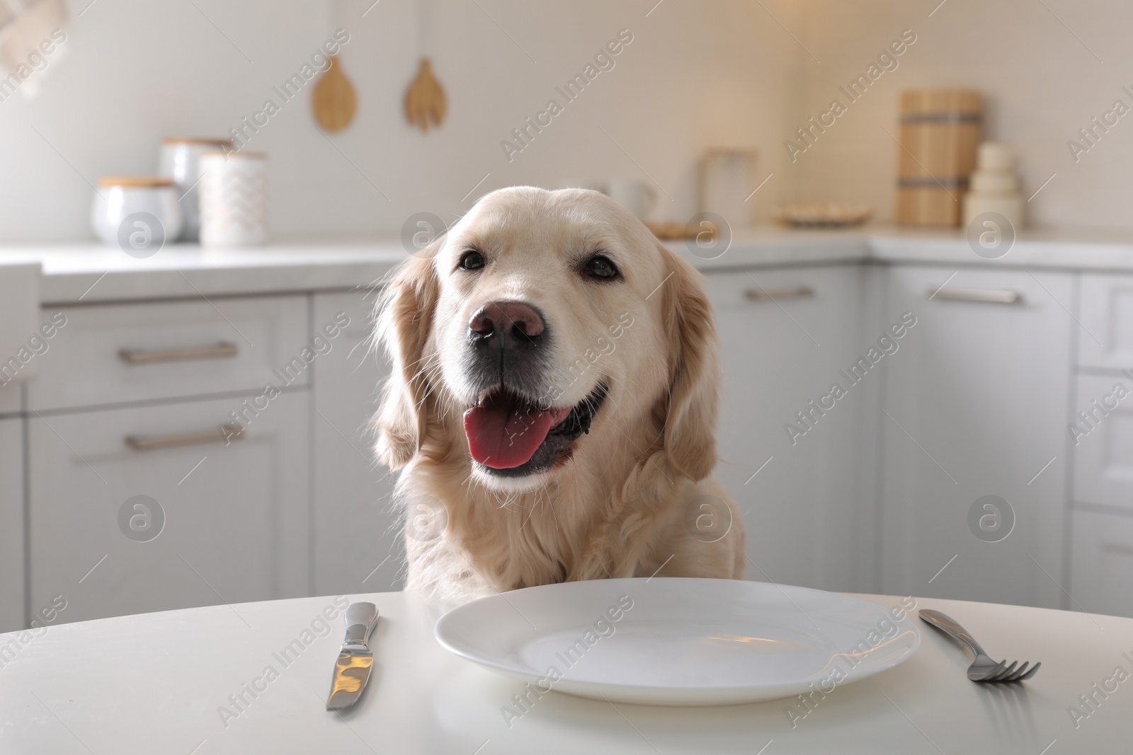 Photo of Cute hungry dog waiting for food at table with empty plate in kitchen