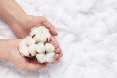 Photo of Woman holding cotton flowers on white fluffy background, top view. Space for text