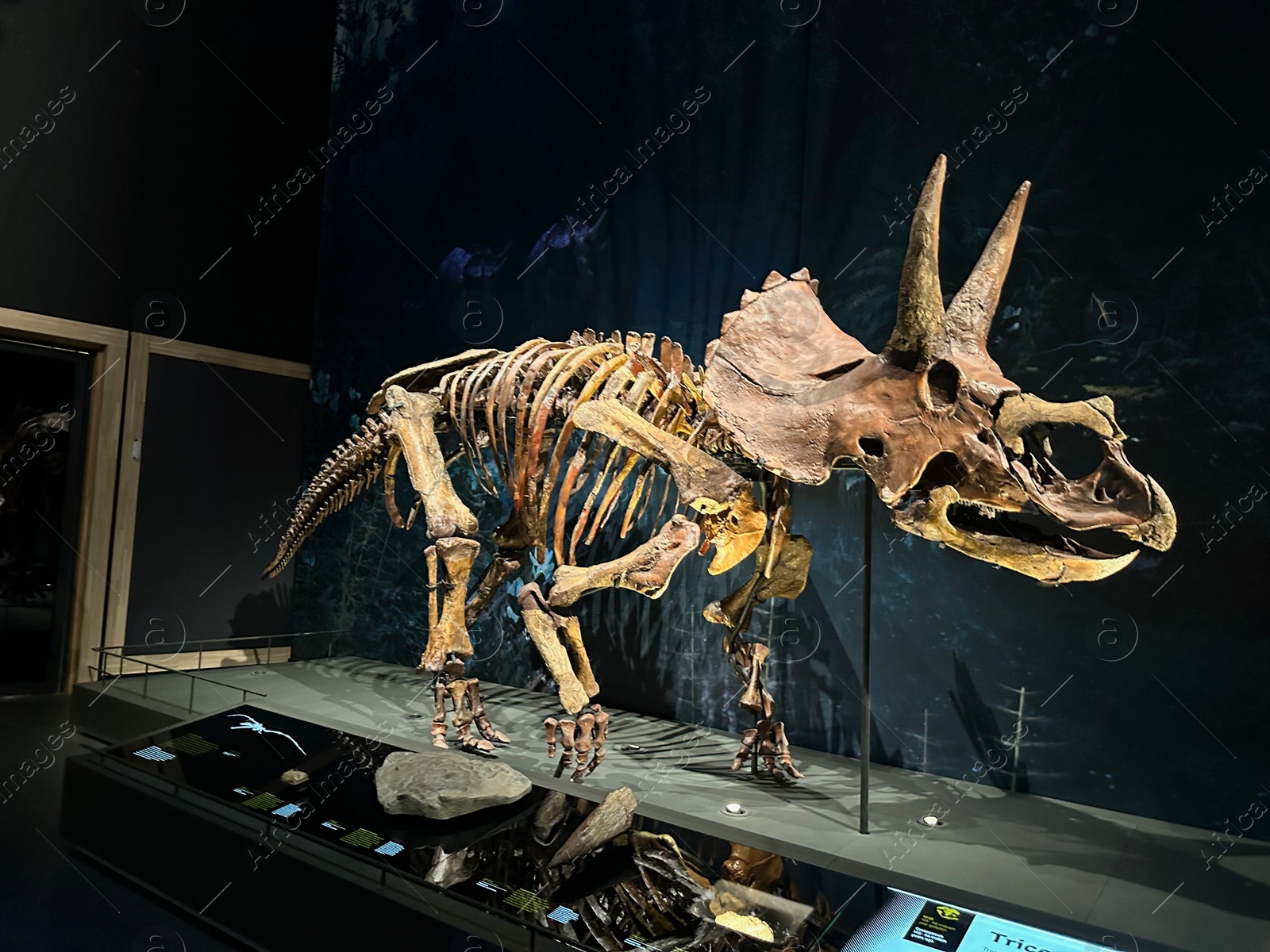 Photo of Leiden, Netherlands - November 19, 2022: Life size skeleton of Triceratops in museum