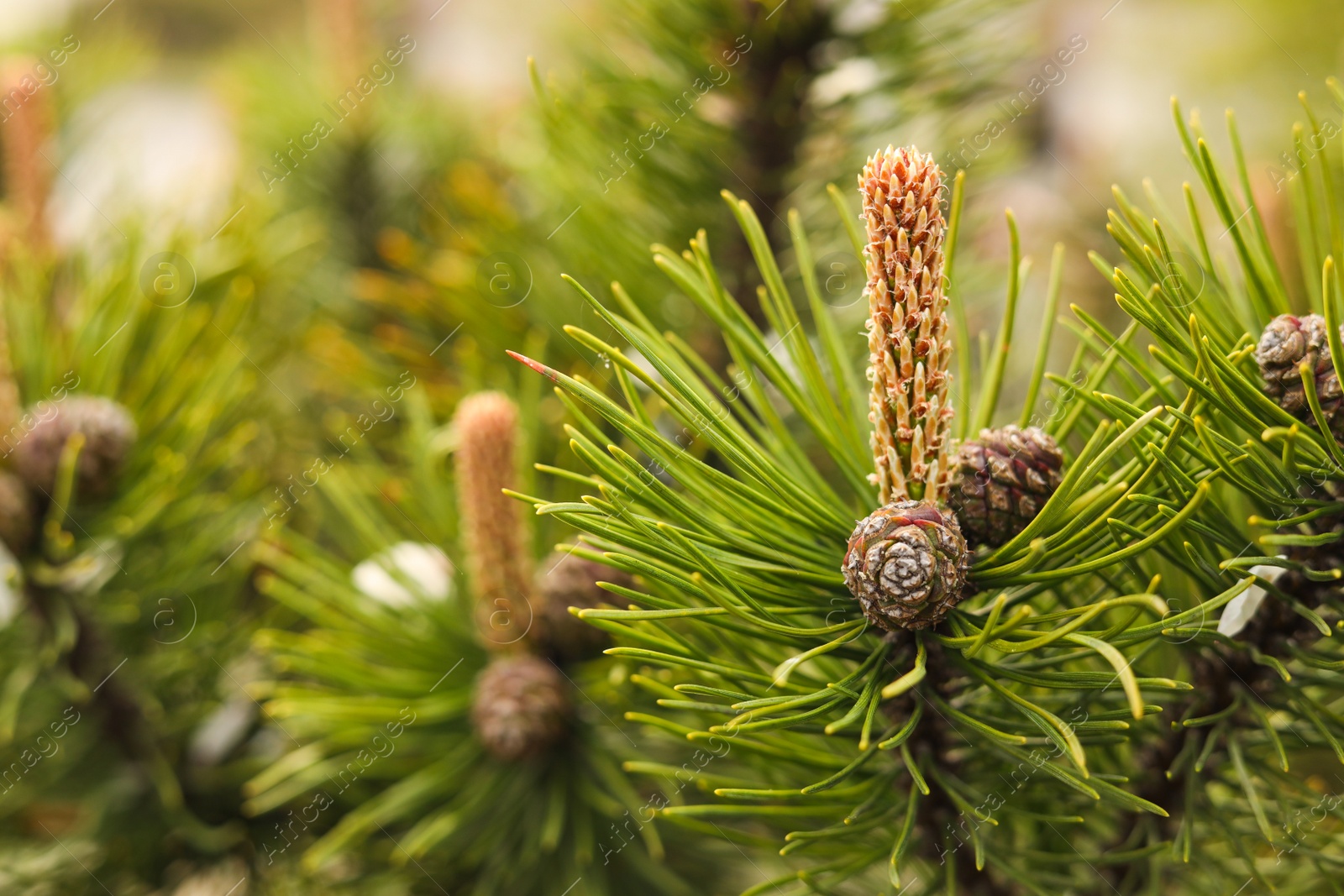 Photo of Pine tree with blossoms outdoors on spring day, closeup. Space for text