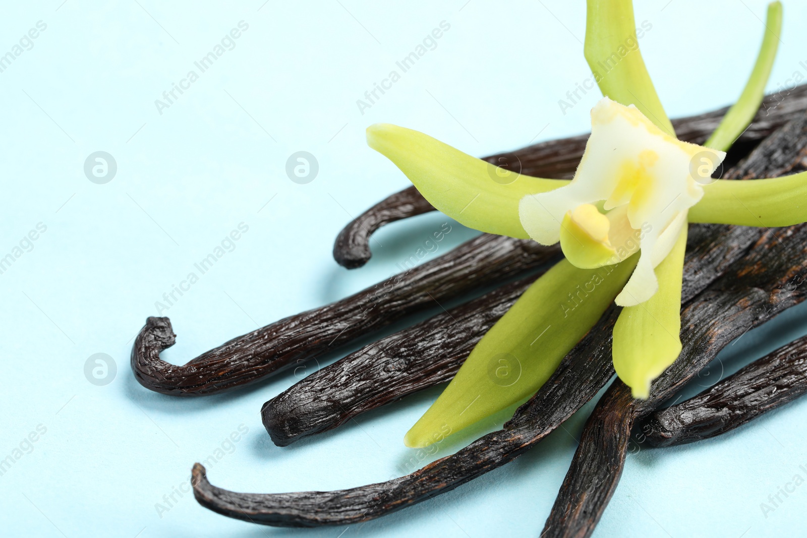 Photo of Vanilla pods and beautiful flower on light blue background, closeup