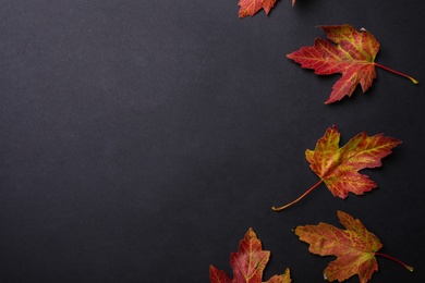 Colorful autumn leaves on black background, flat lay. Space for text