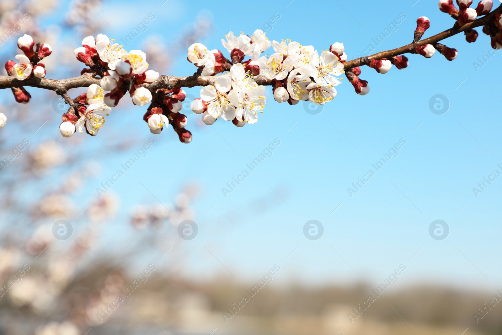 Photo of Beautiful apricot tree branch with tiny tender flowers against blue sky, space for text. Awesome spring blossom