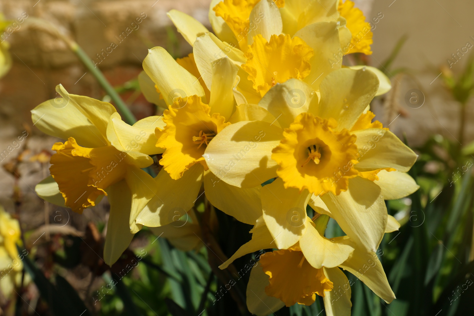 Photo of Beautiful yellow daffodils growing outdoors on spring day