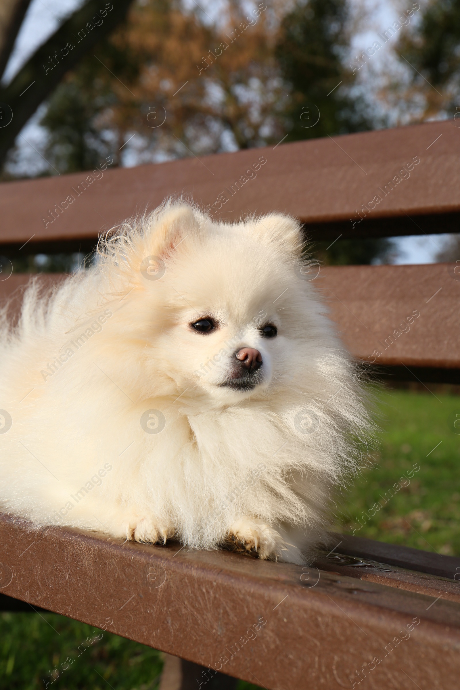 Photo of Cute fluffy Pomeranian dog on wooden bench outdoors. Lovely pet