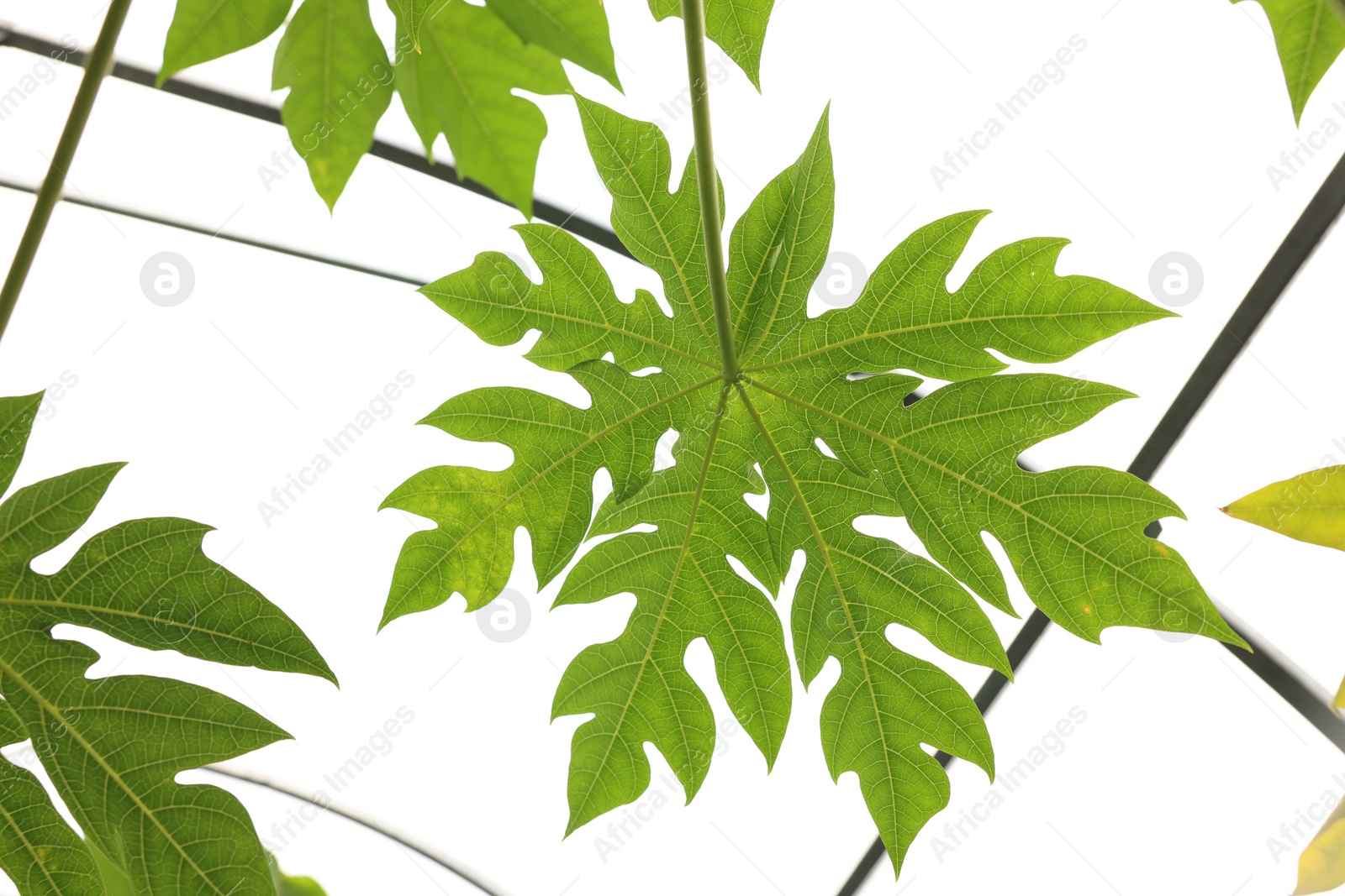 Photo of Papaya tree with beautiful leaves growing in greenhouse, bottom view