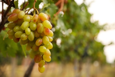 Photo of Bunch of ripe juicy grapes on branch in vineyard, closeup. Space for text