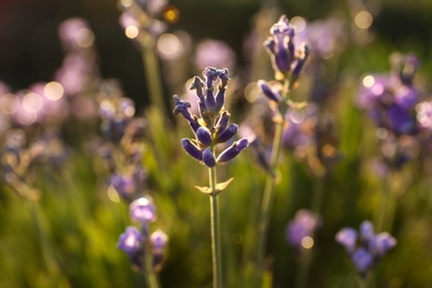 Photo of Beautiful lavender flowers in field on sunny day