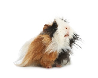 Photo of Adorable guinea pig on white background. Lovely pet