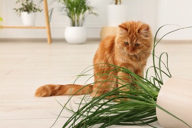 Photo of Cute cat near overturned houseplant at home