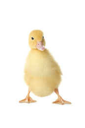 Photo of Cute fluffy gosling on white background. Farm animal