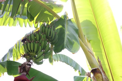 Photo of Tropical plant with green leaves and ripening bananas outdoors