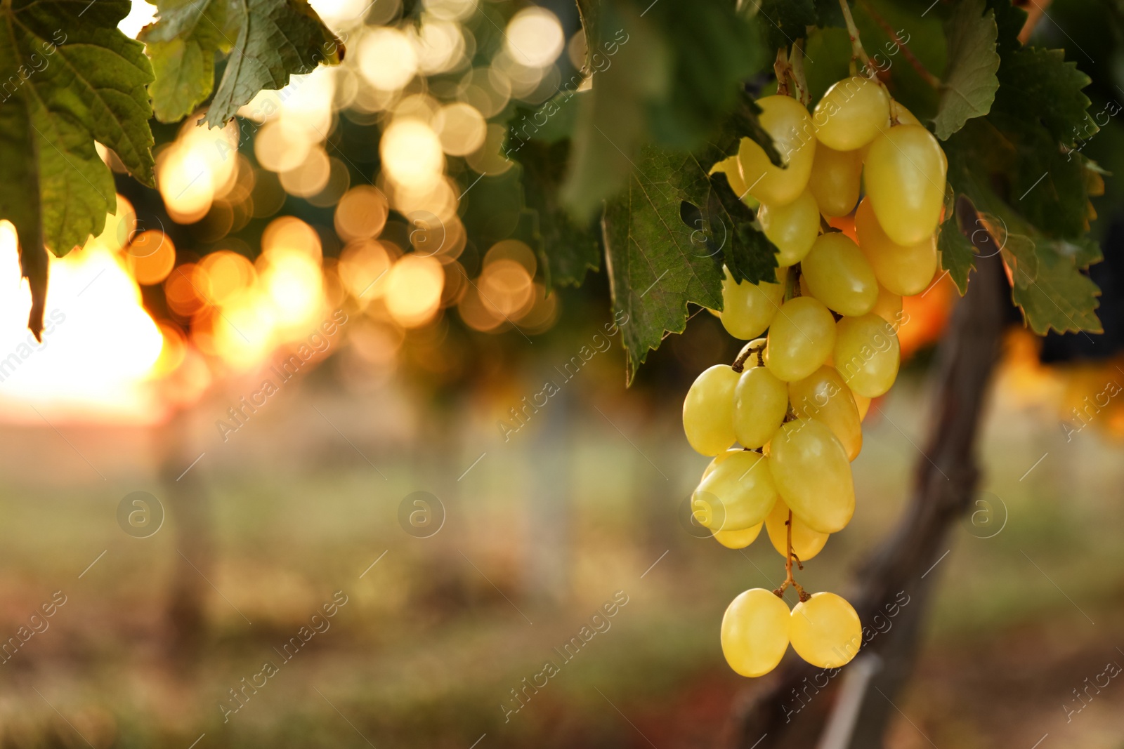 Photo of Fresh ripe juicy grapes growing in vineyard