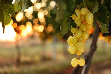 Photo of Fresh ripe juicy grapes growing in vineyard
