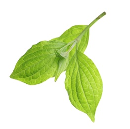 Photo of Branch with green leaves on white background