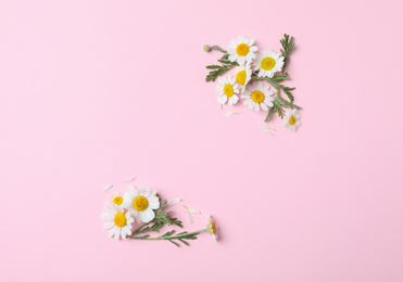 Photo of Flat lay composition with fresh chamomiles on pink background. Space for text