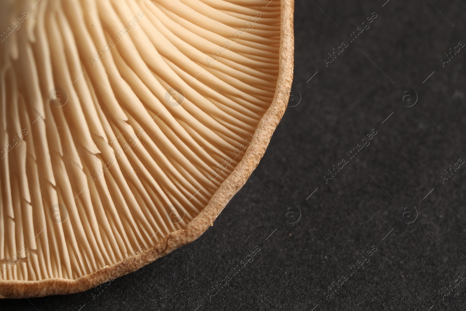 Photo of Fresh oyster mushroom on black table, closeup. Space for text