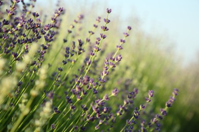 Photo of Beautiful blooming lavender growing in field, closeup. Space for text