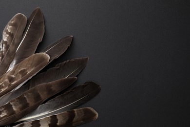 Photo of Many different bird feathers on black background, flat lay. Space for text