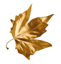 Photo of One golden maple leaf isolated on white. Autumn season