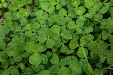 Photo of Beautiful bright green clover plants as background, closeup