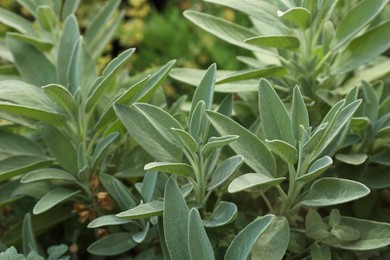 Photo of Beautiful sage with green leaves growing outdoors, closeup