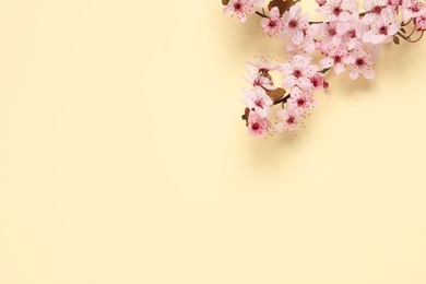 Photo of Cherry tree branch with beautiful pink blossoms on beige background, flat lay. Space for text