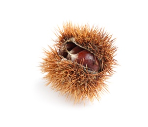 Photo of Fresh sweet edible chestnut in husk isolated on white