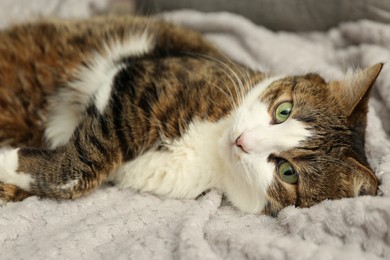 Photo of Cute pet. Cat with green eyes lying on soft blanket at home