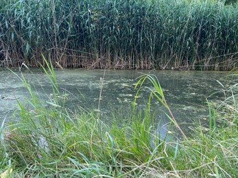 Photo of Picturesque view of beautiful green reed and pond