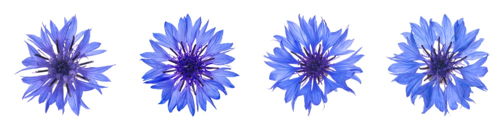 Image of Set with beautiful blue cornflowers on white background. Banner design