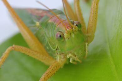 Photo of Small green grasshopper. Macro photography of insect