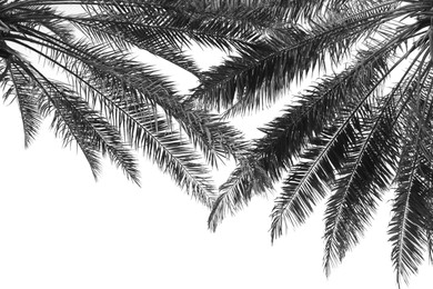 Image of Beautiful palm leaves on light background. Black and white tone