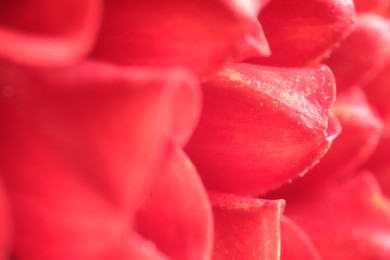 Beautiful red Dahlia flower as background, macro view
