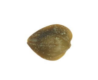 Photo of One delicious pickled caper isolated on white