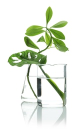 Photo of Flasks with exotic plants isolated on white. Organic chemistry
