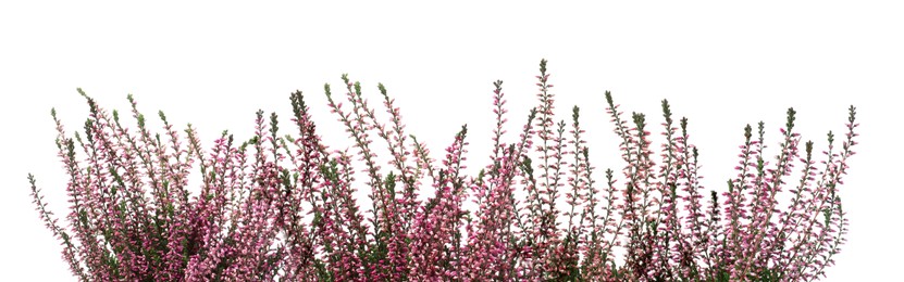 Image of Heather with beautiful flowers on white background. Banner design