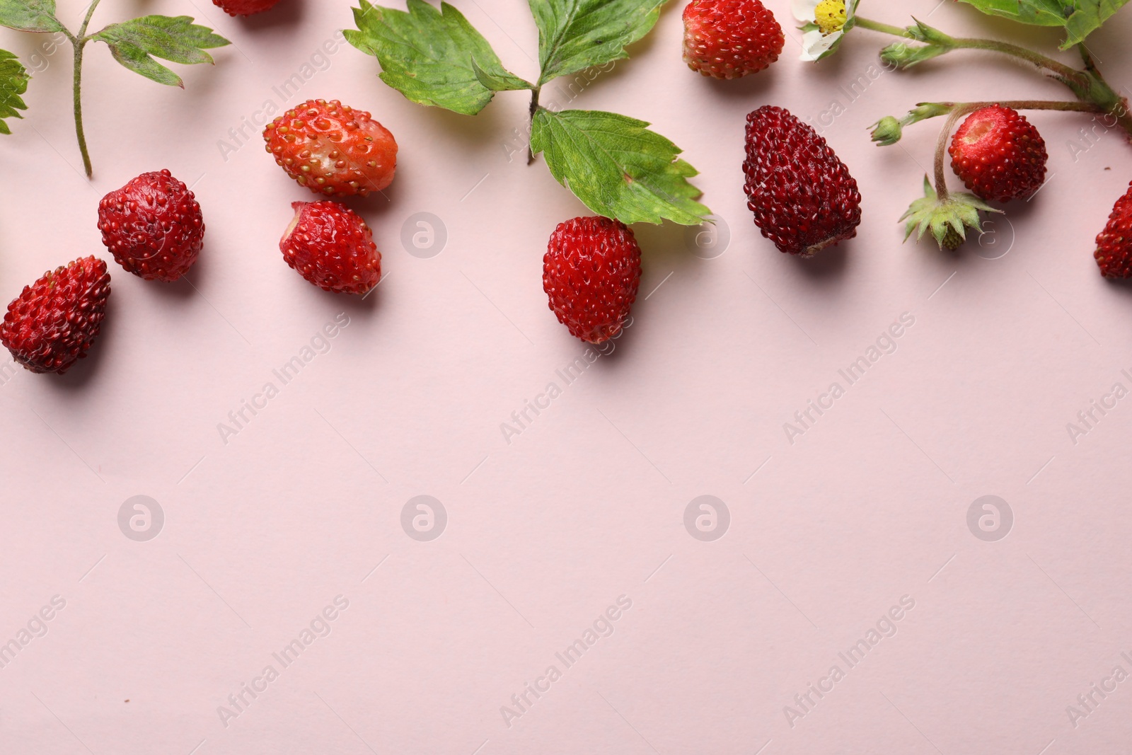 Photo of Many fresh wild strawberries and leaves on beige background, flat lay. Space for text