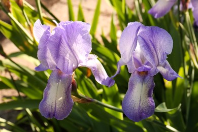 Beautiful light blue iris flowers growing outdoors on sunny day, closeup