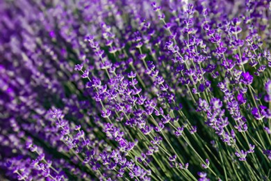 Beautiful lavender flowers growing in field, closeup