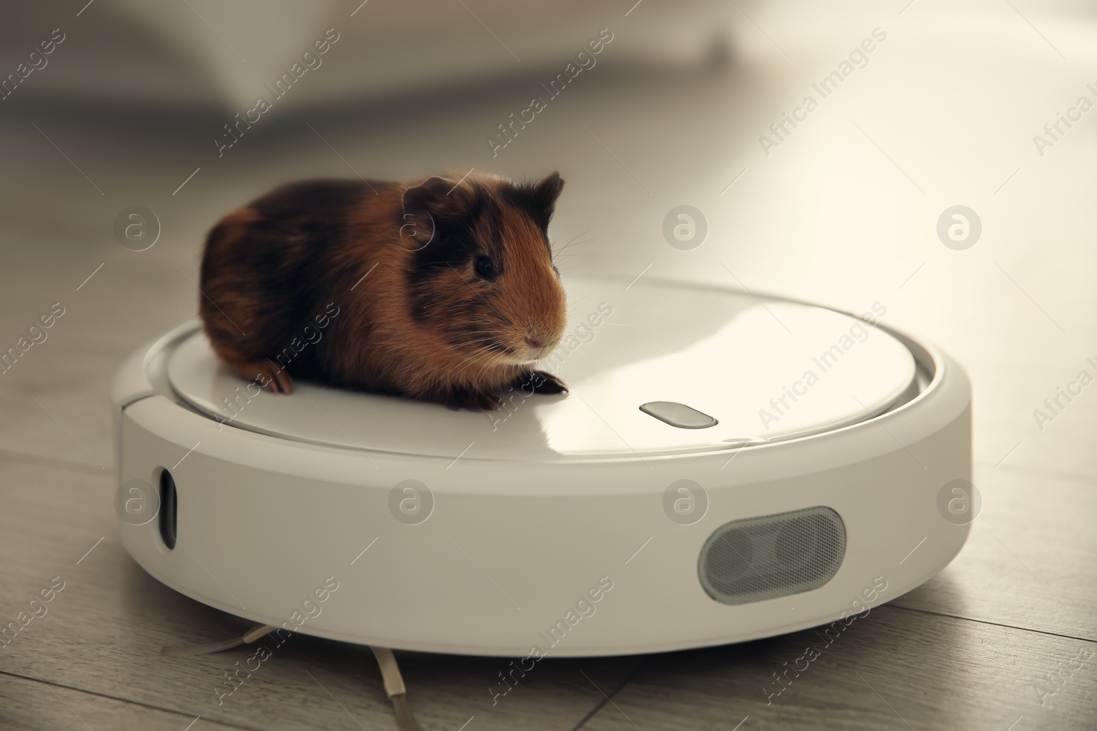 Photo of Modern robotic vacuum cleaner and guinea pig on floor at home