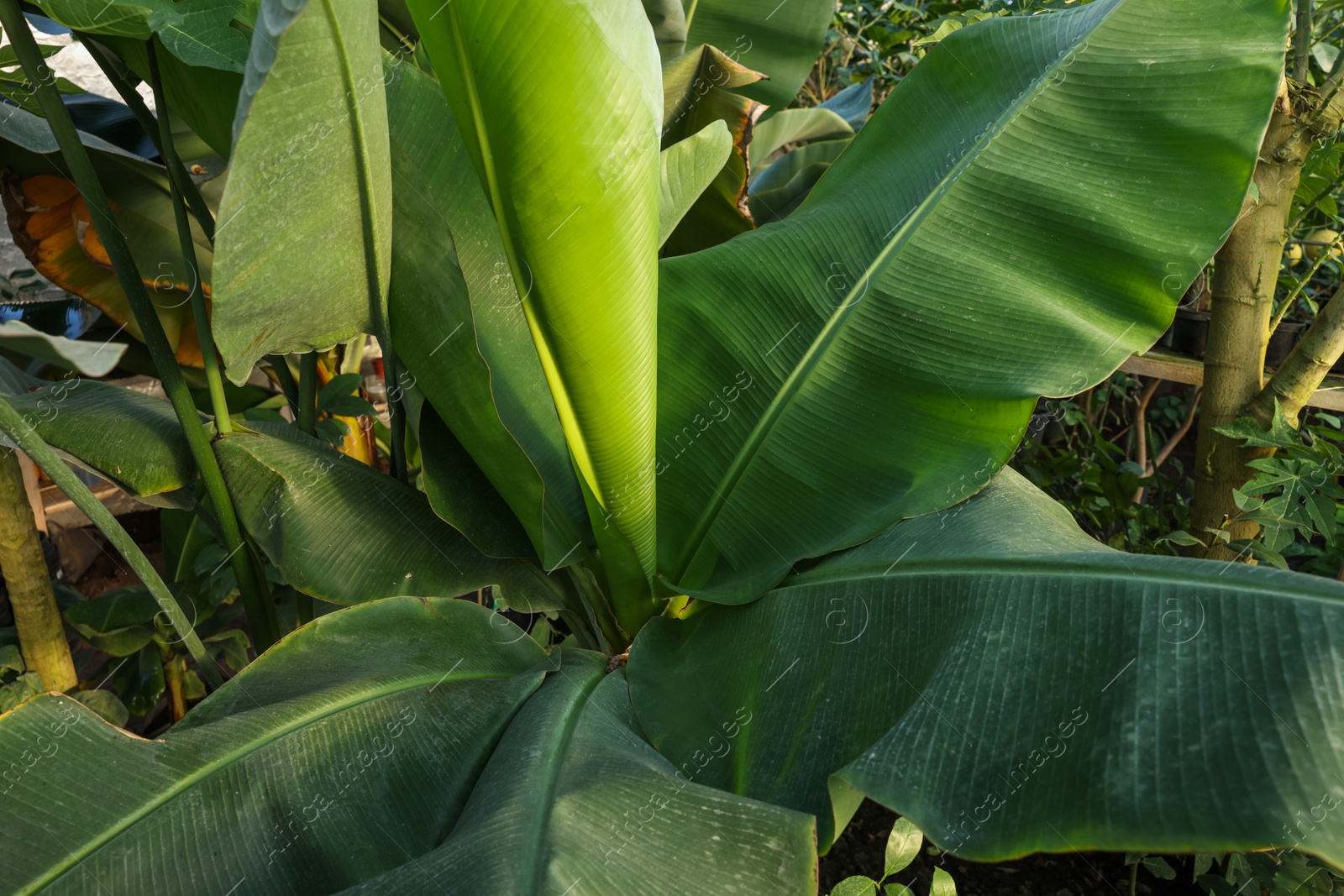 Photo of Beautiful banana tree with lush leaves growing in greenhouse