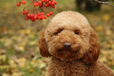 Photo of Cute fluffy dog in autumn park, closeup view