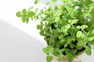 Fresh potted oregano on white background, above view. Space for text