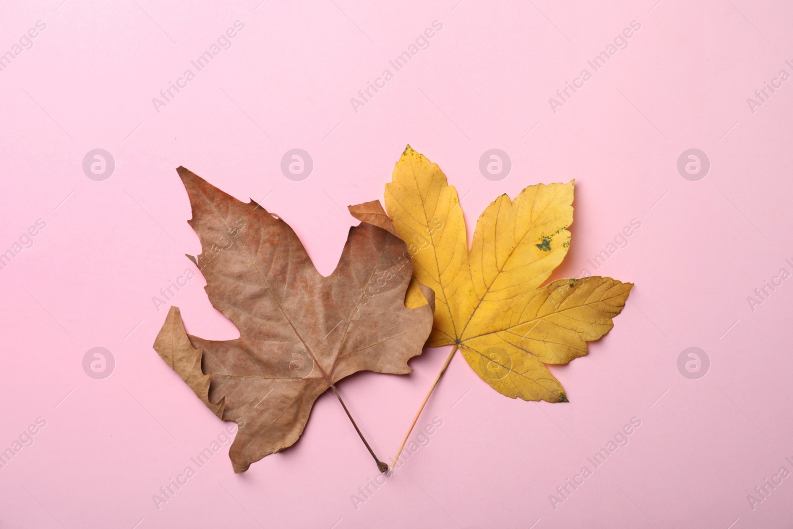 Photo of Colorful autumn leaves on pink background, flat lay